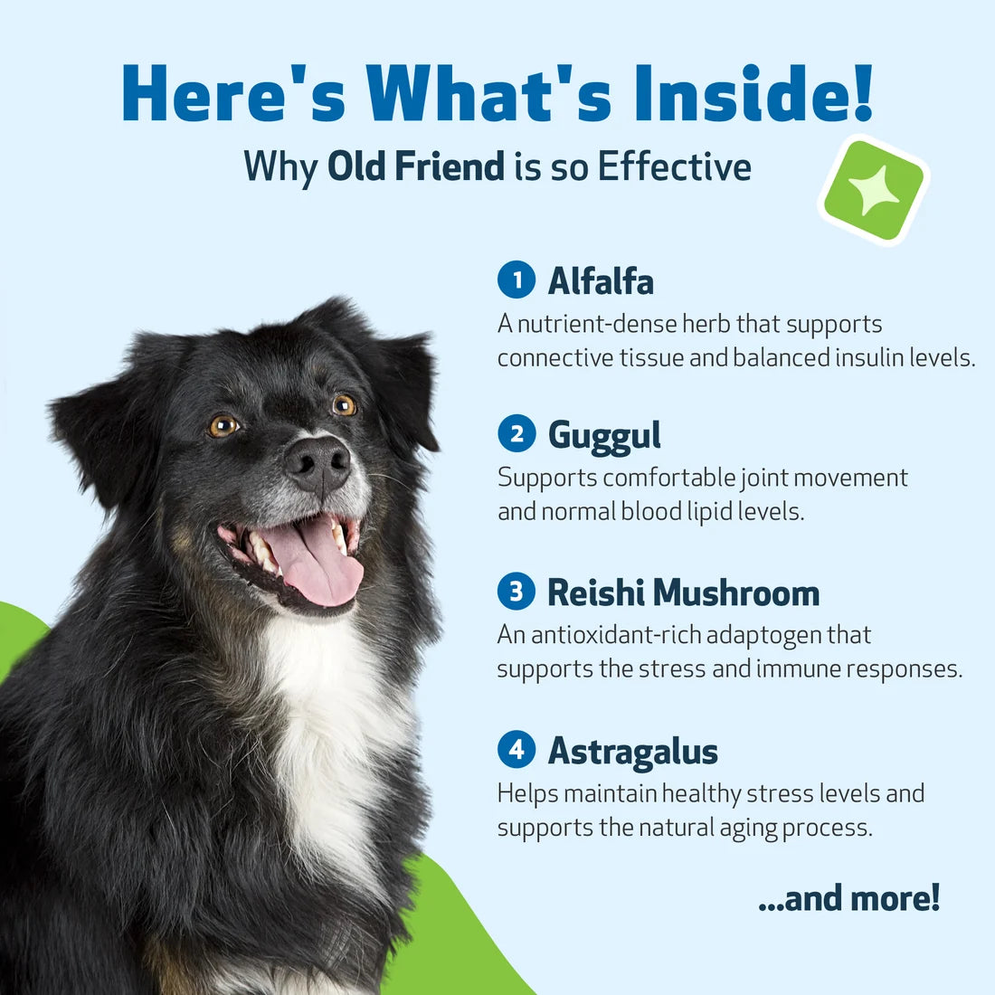 Old Friend - Immune System & Joint Health for Senior Dogs
