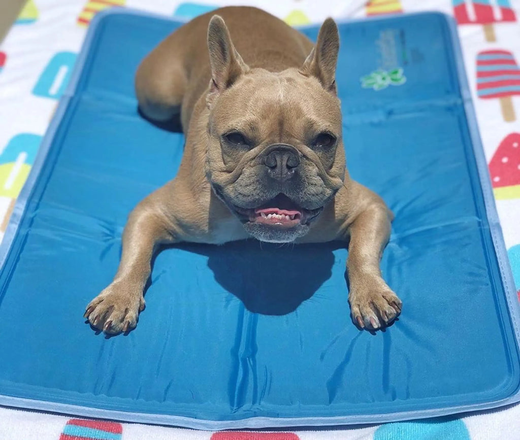 Dog lying on a blue cooling pad 