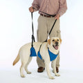 Man walking a dog on a leash with a blue mobility assisting harness 