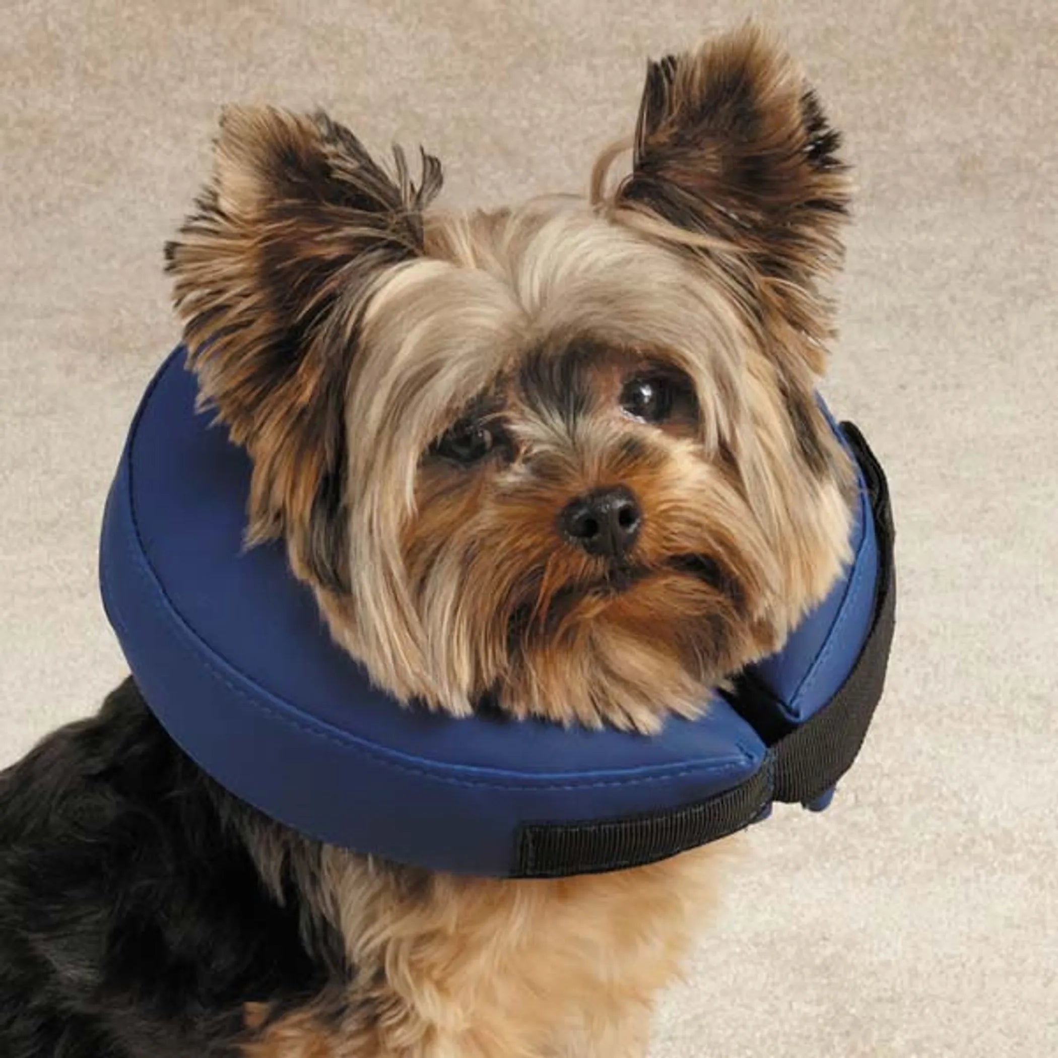 Small dog wearing blue inflatable collar
