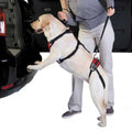 Dog being helped into a car with a harness by a person