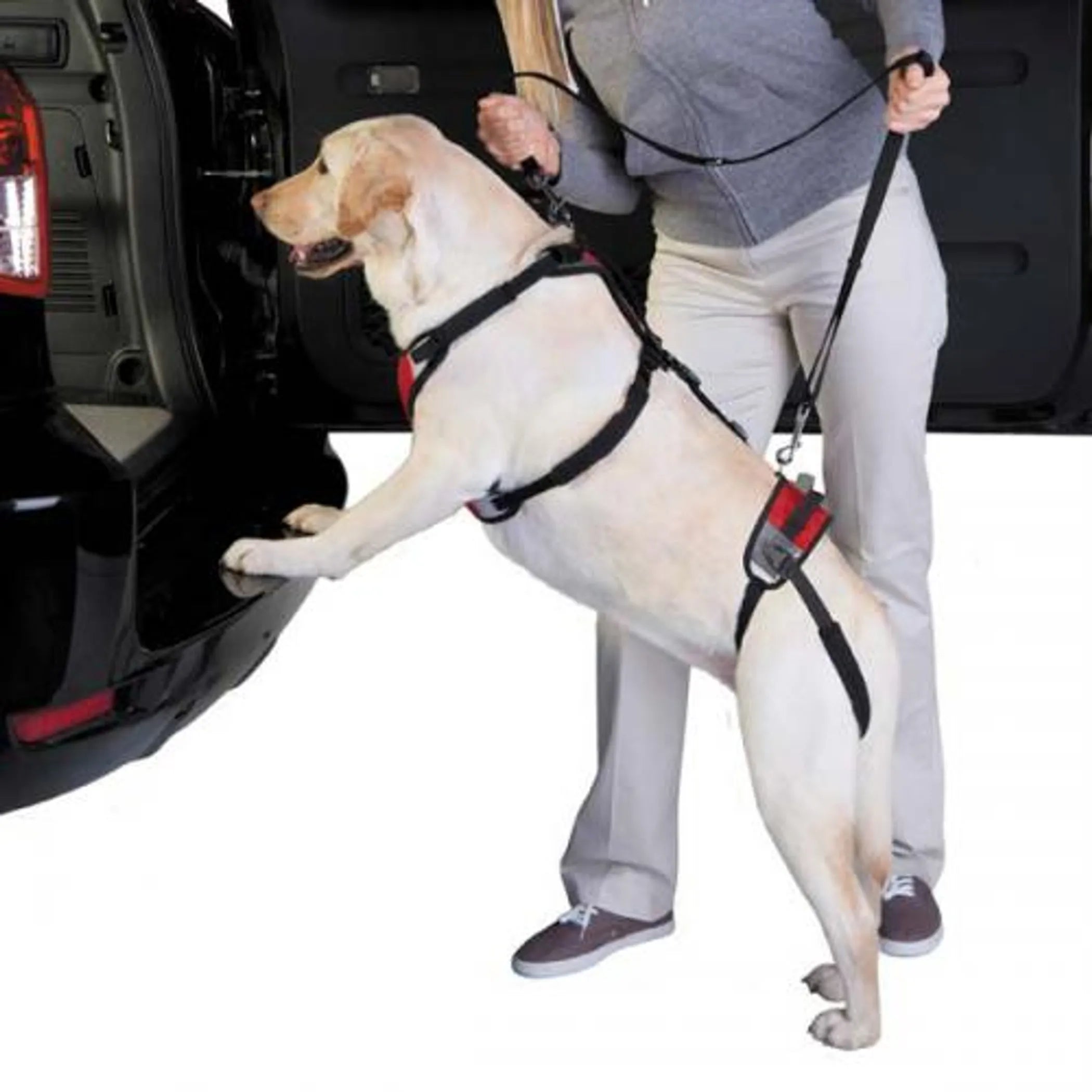 Dog being helped into a car with a harness by a person