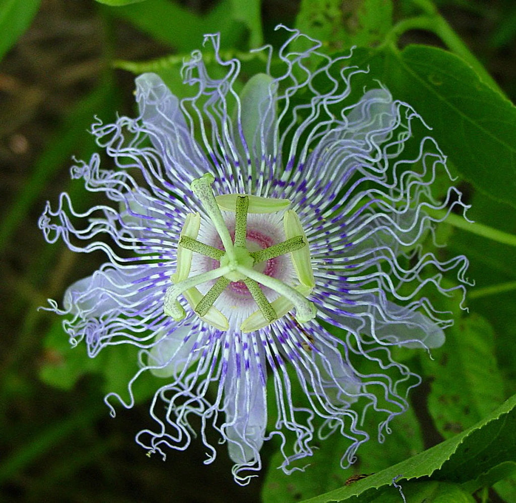 Passion flower with a white outline on a green leaf background