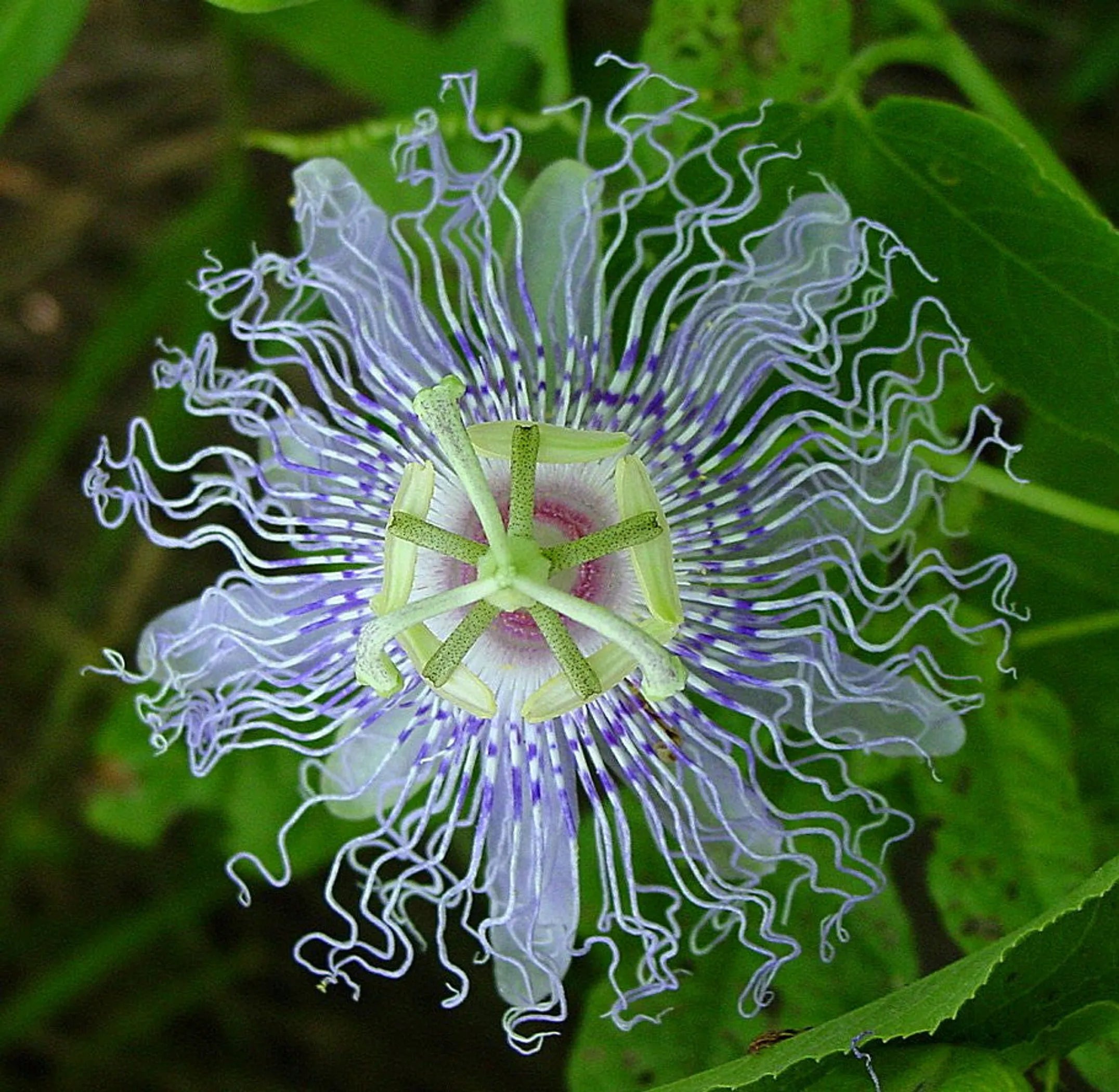 Passion flower with a white outline on a green leaf background