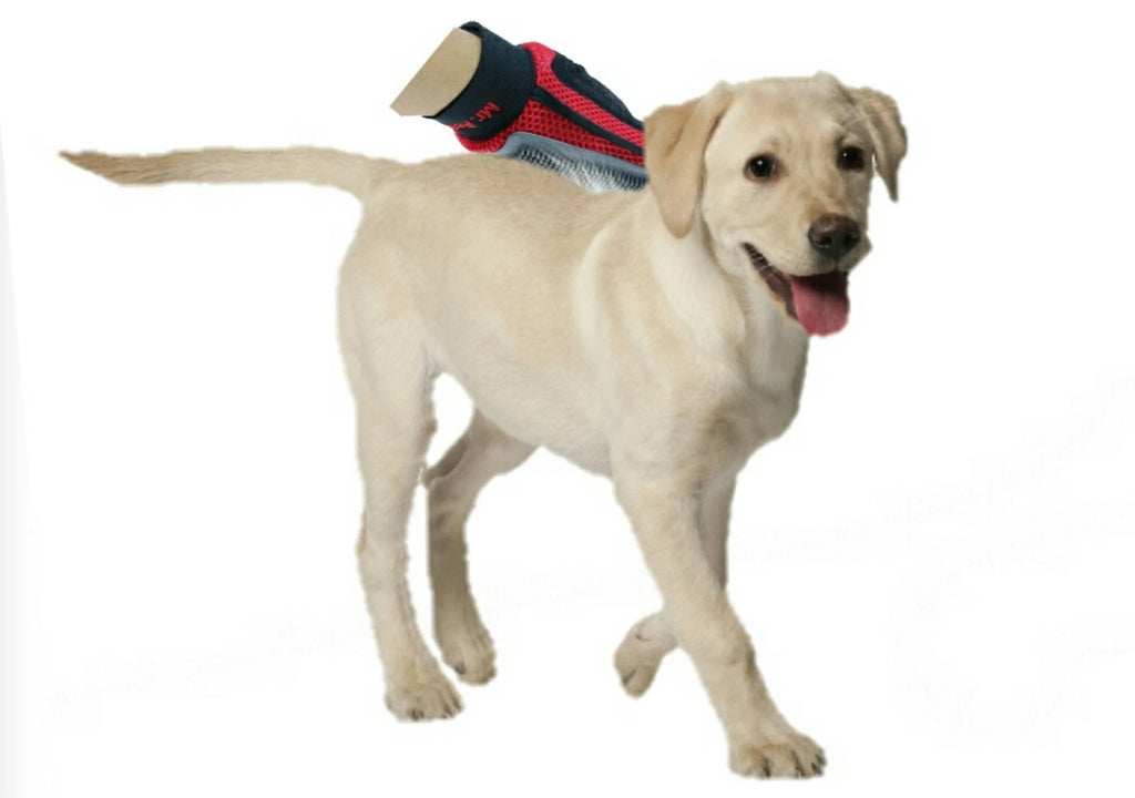 Dog with someone's hand brushing the dog with a grooming glove