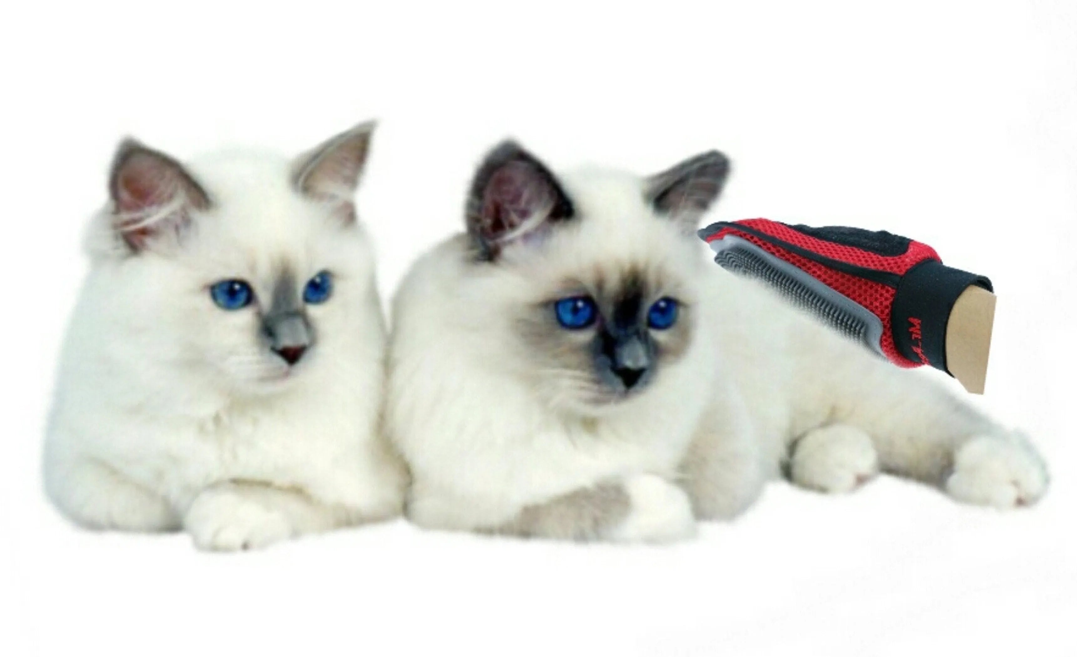 Two white cats with blue eyes lying down with someone's hand brushing them with a grooming glove.