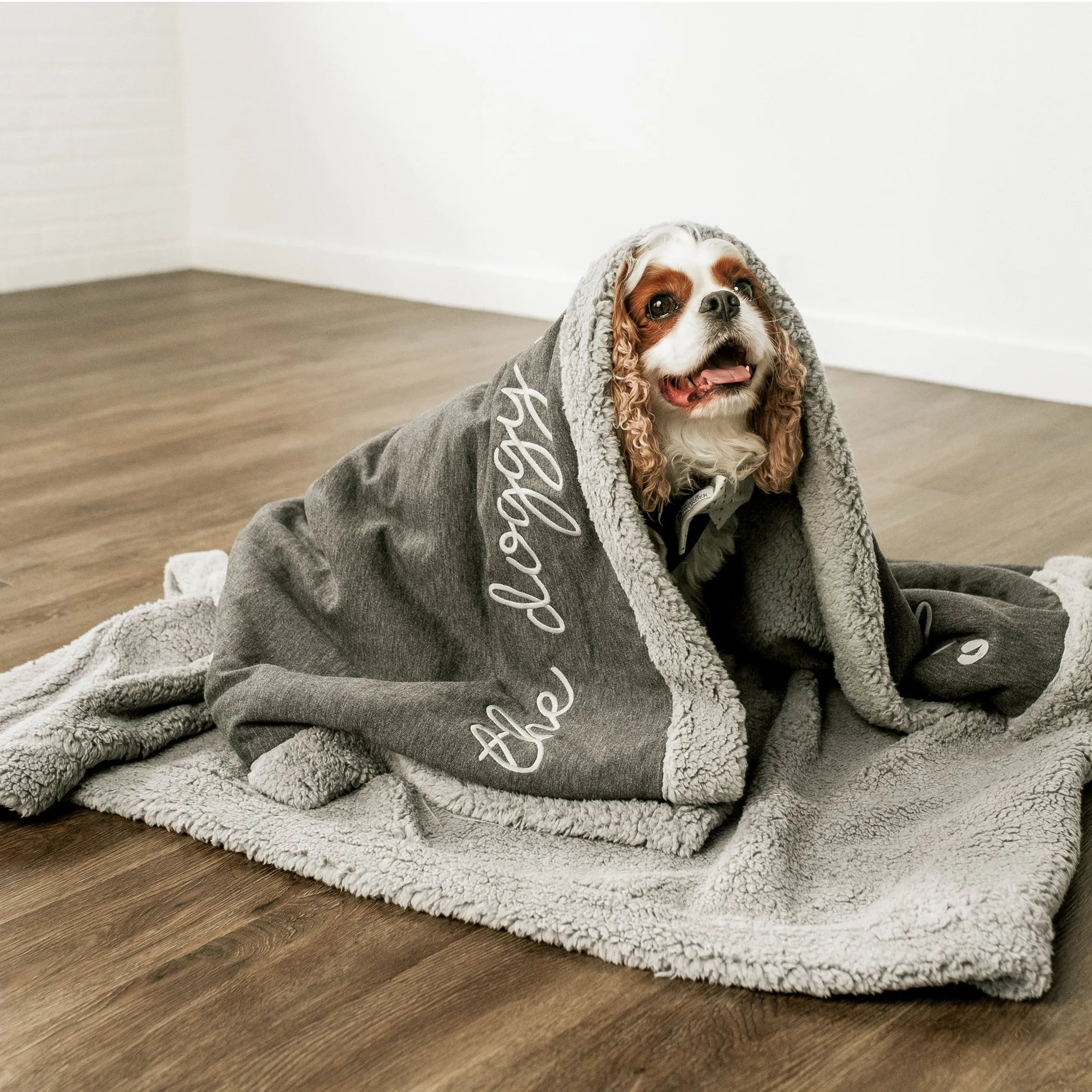 Dog wrapped in a gray blanket on a wooden floor.