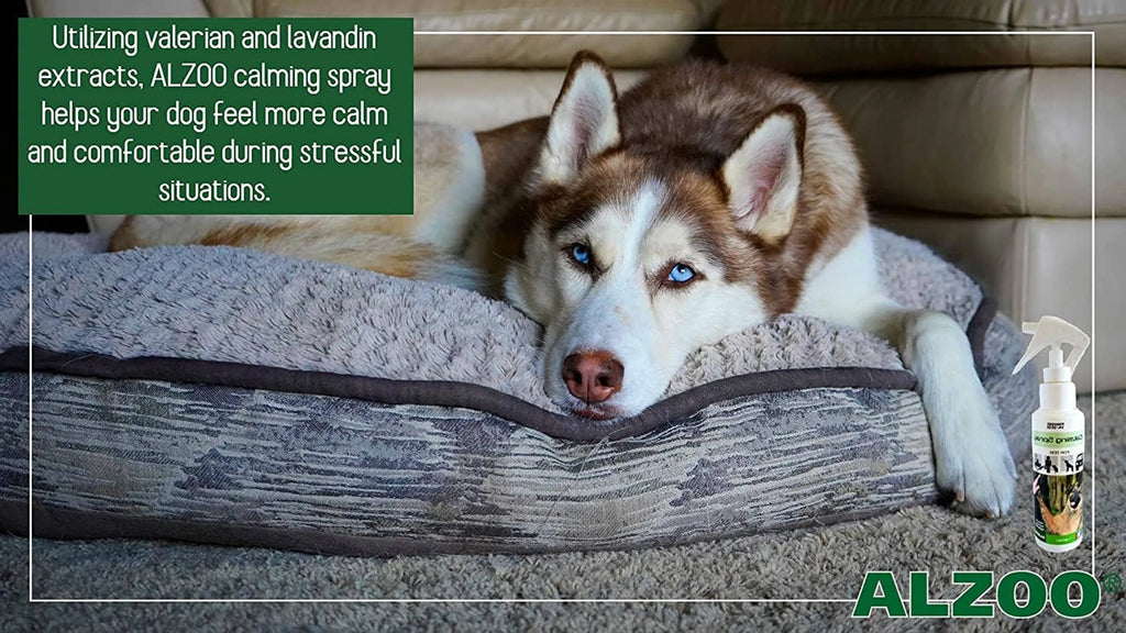 Dog lying on a bed with ALZOO calming spray bottle next to it, text about valerian and lavender extracts.