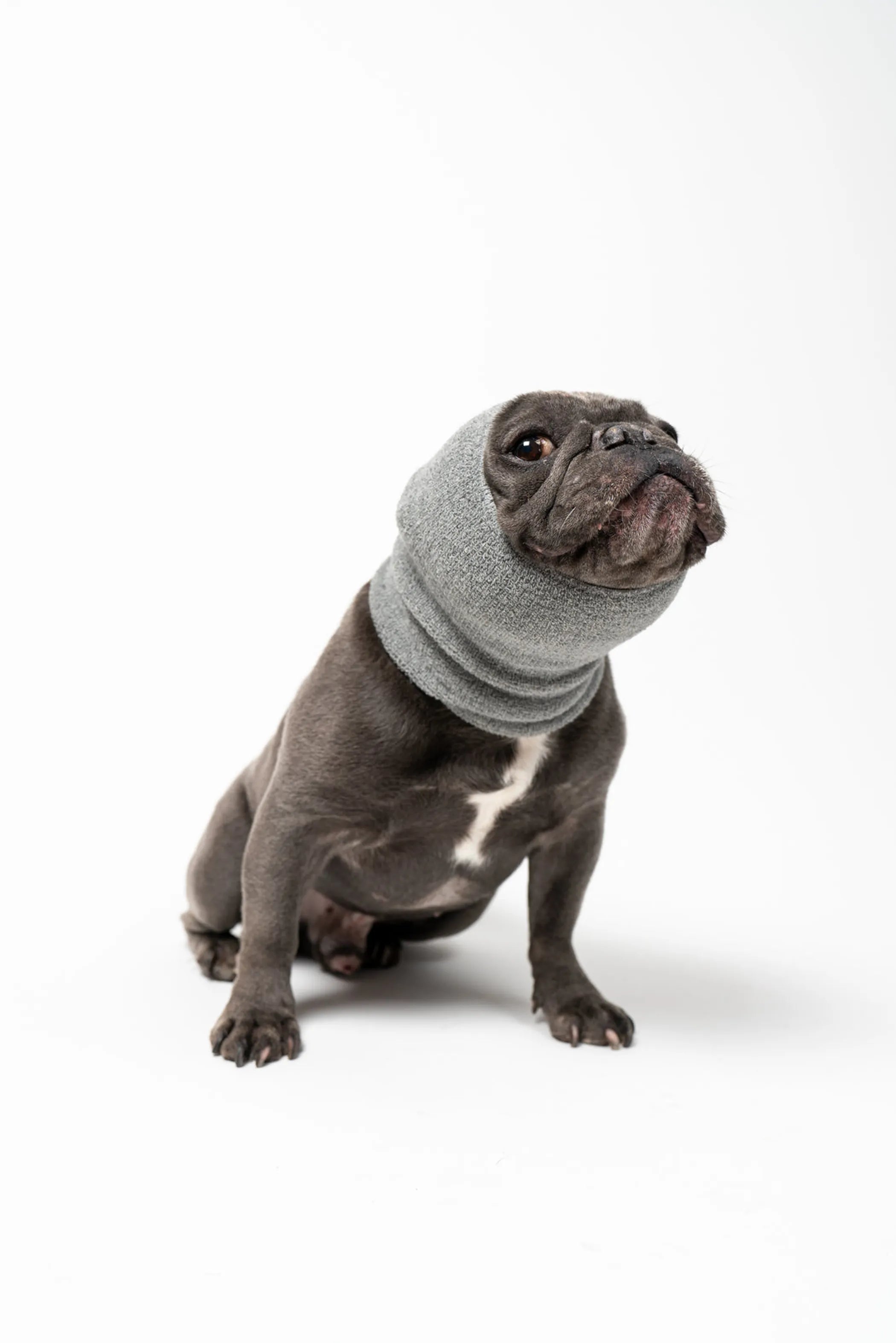Dog wearing a gray neck wrap