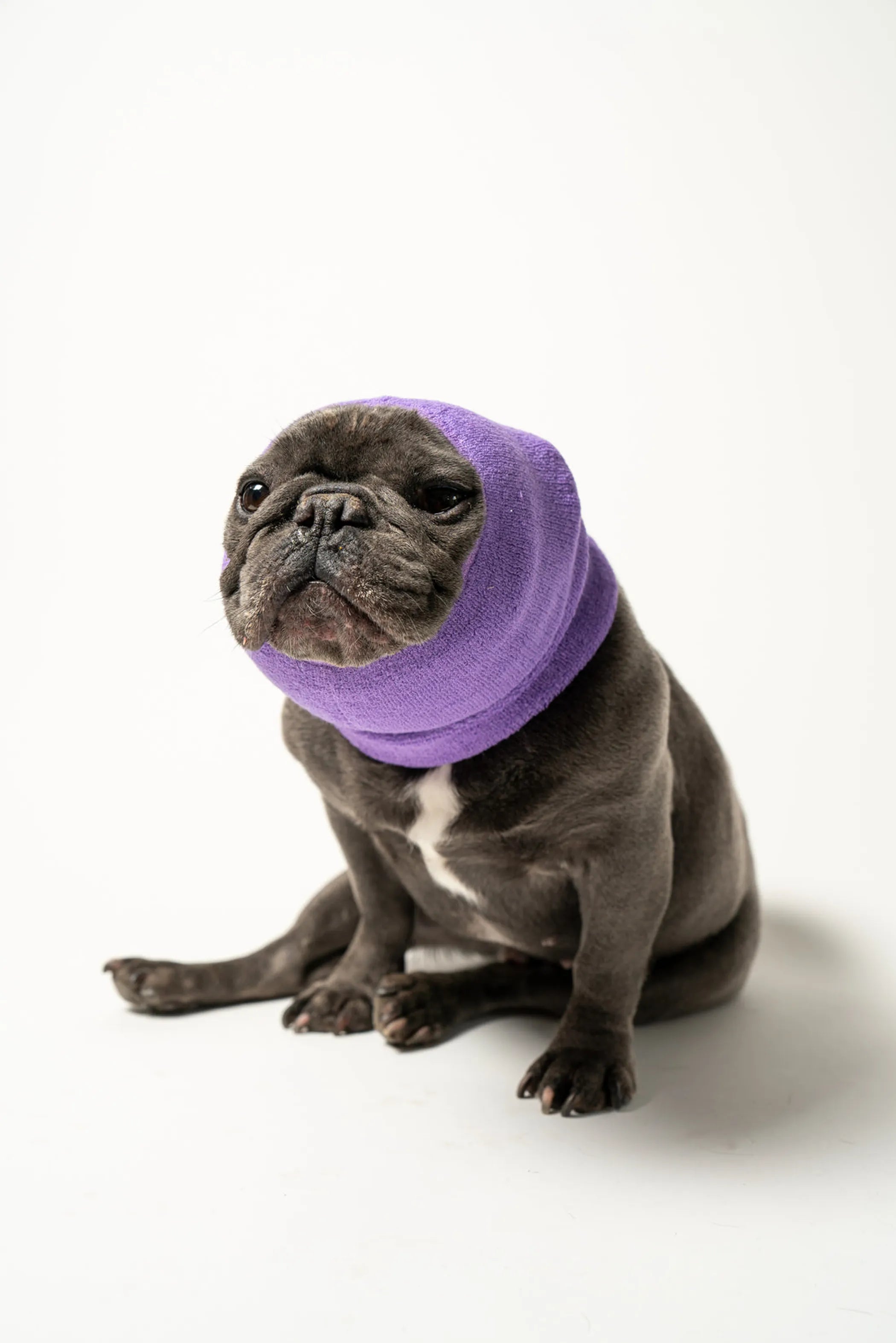 Dog wearing a purple neck wrap