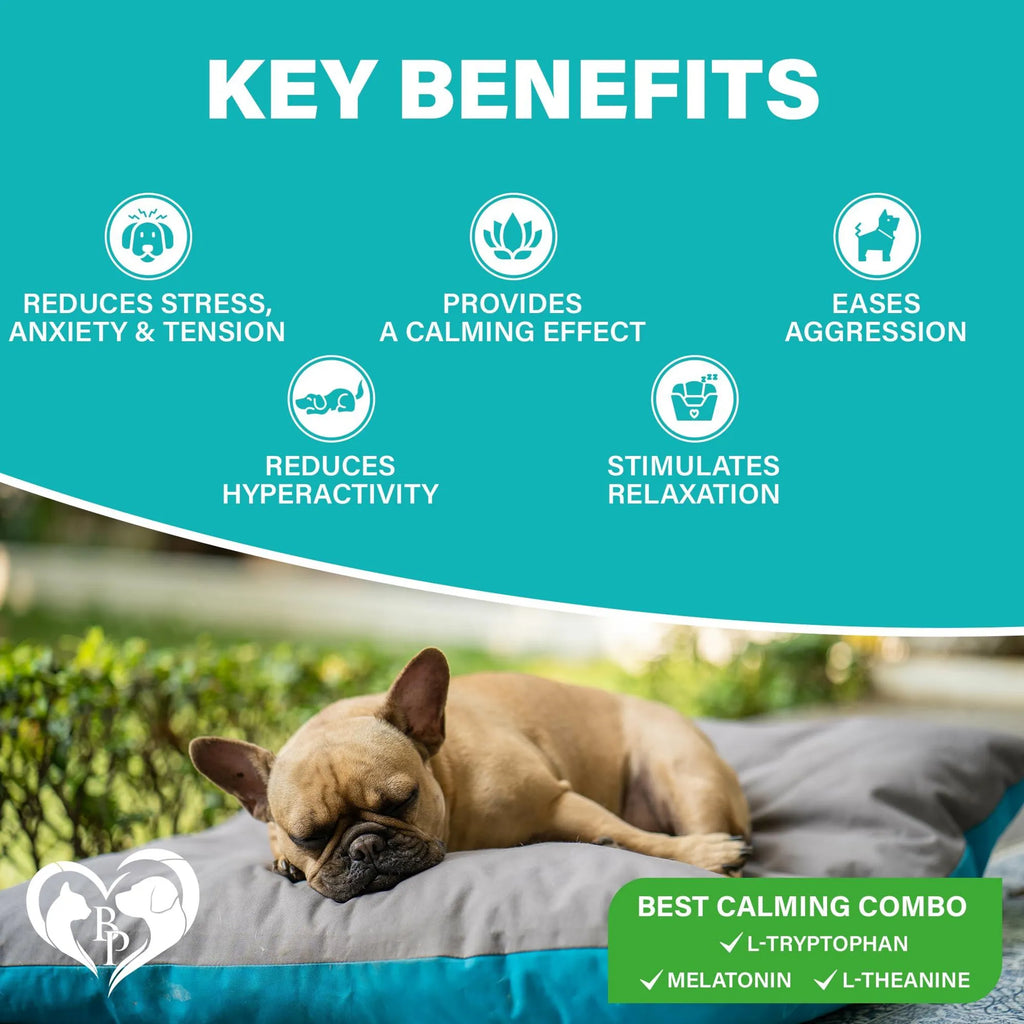 Dog lying on a cushion with key benefits of calming chews listed above, including reduced stress and anxiety.