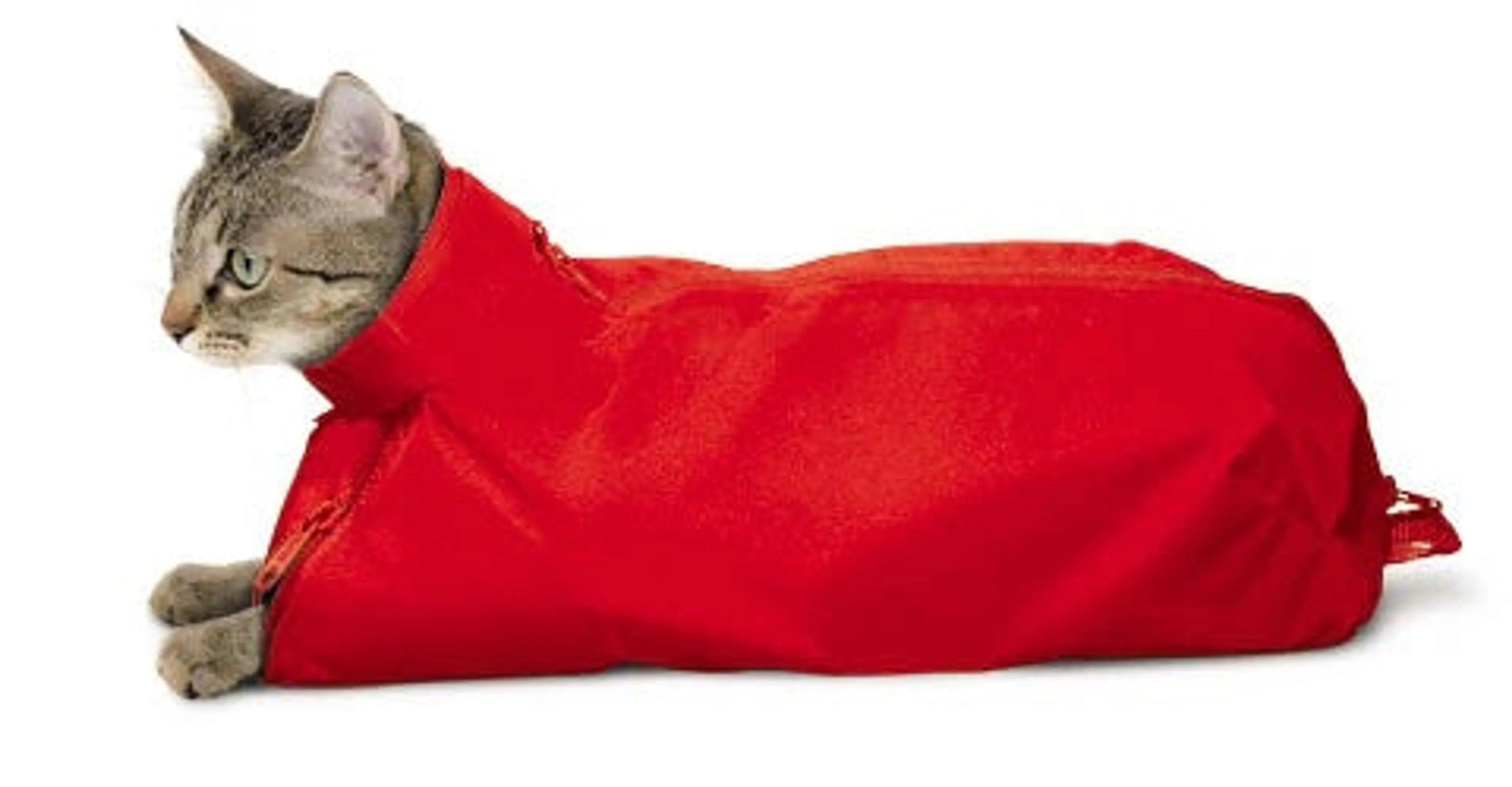 Cat lying inside a red cat sack