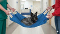 Dog in a blue pet stretcher held by two people in a hospital setting