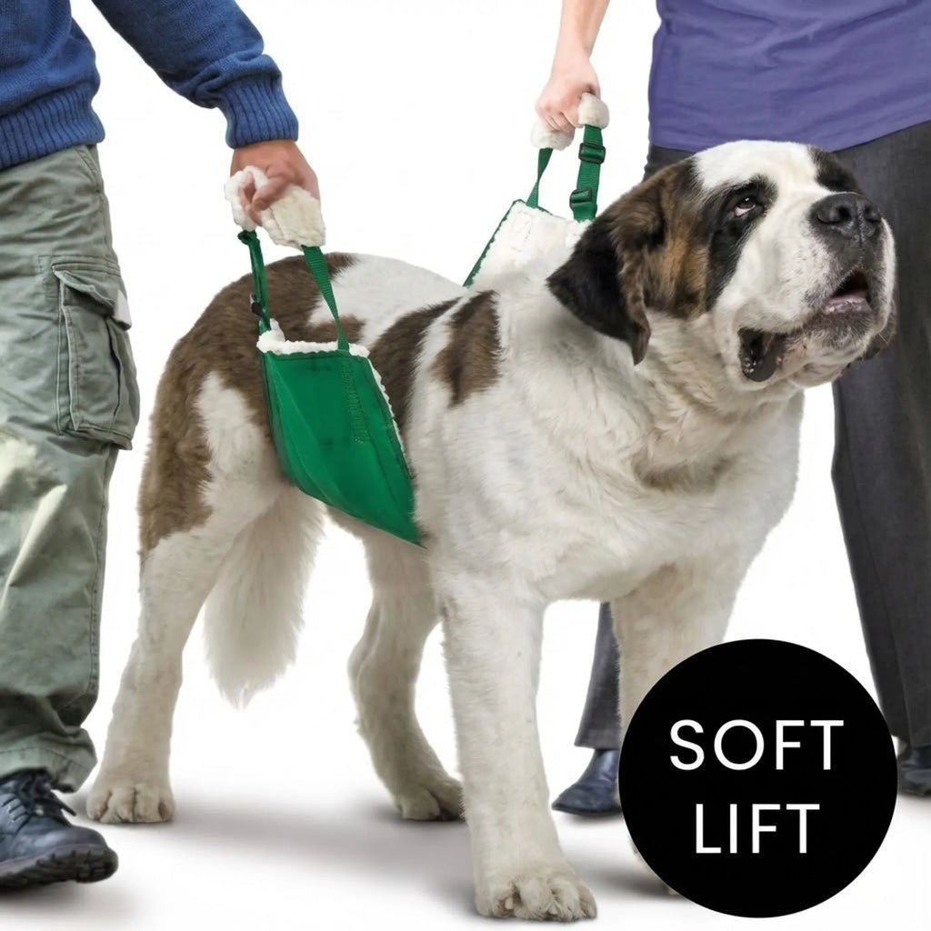Large dog using a green soft lift device with two people lifting