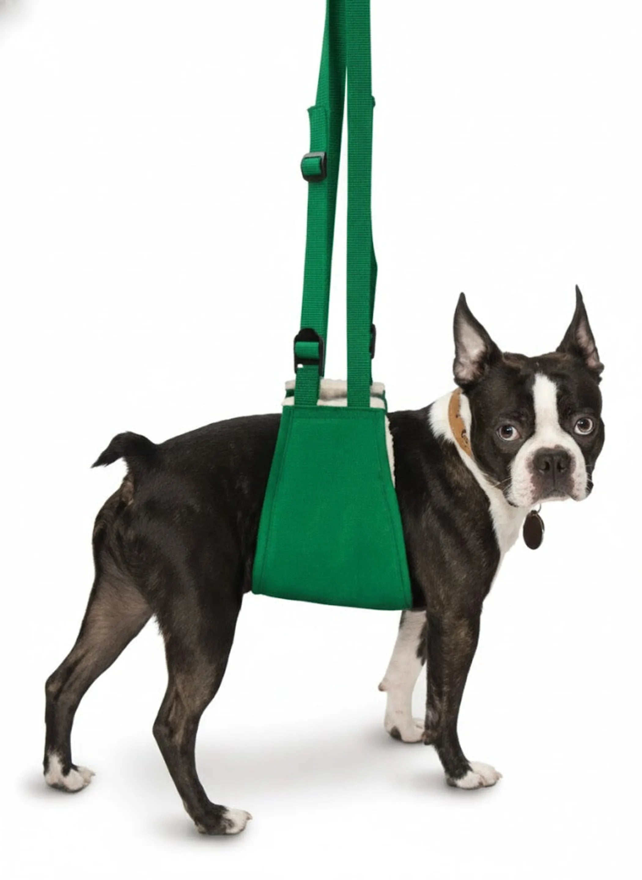 A Boston terrier dog wearing a bright green dog harness sling 