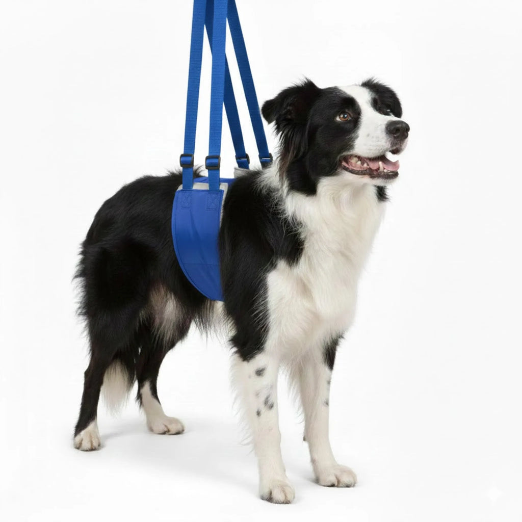 Dog wearing a blue harness
