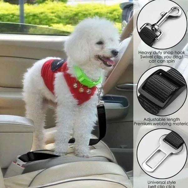Small white dog wearing a car seat belt, standing in a car