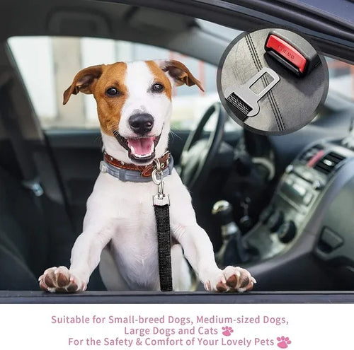 Dog sitting in a car with a pet safety seat belt attached to collar