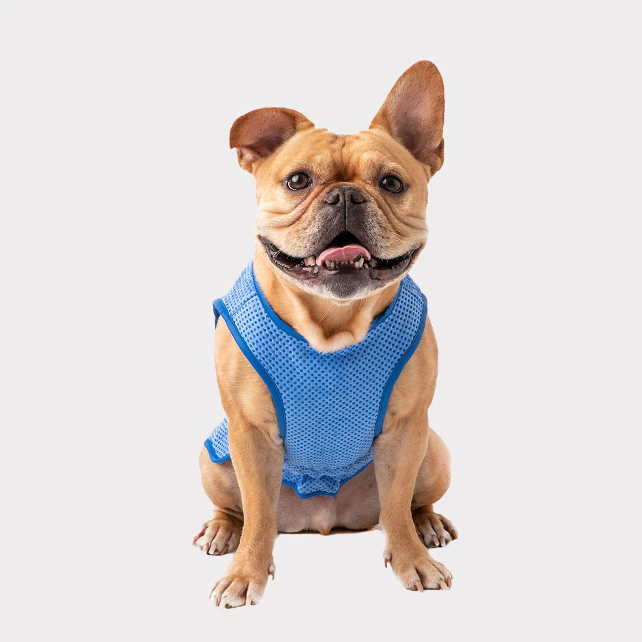 Dog wearing a blue cooling vest