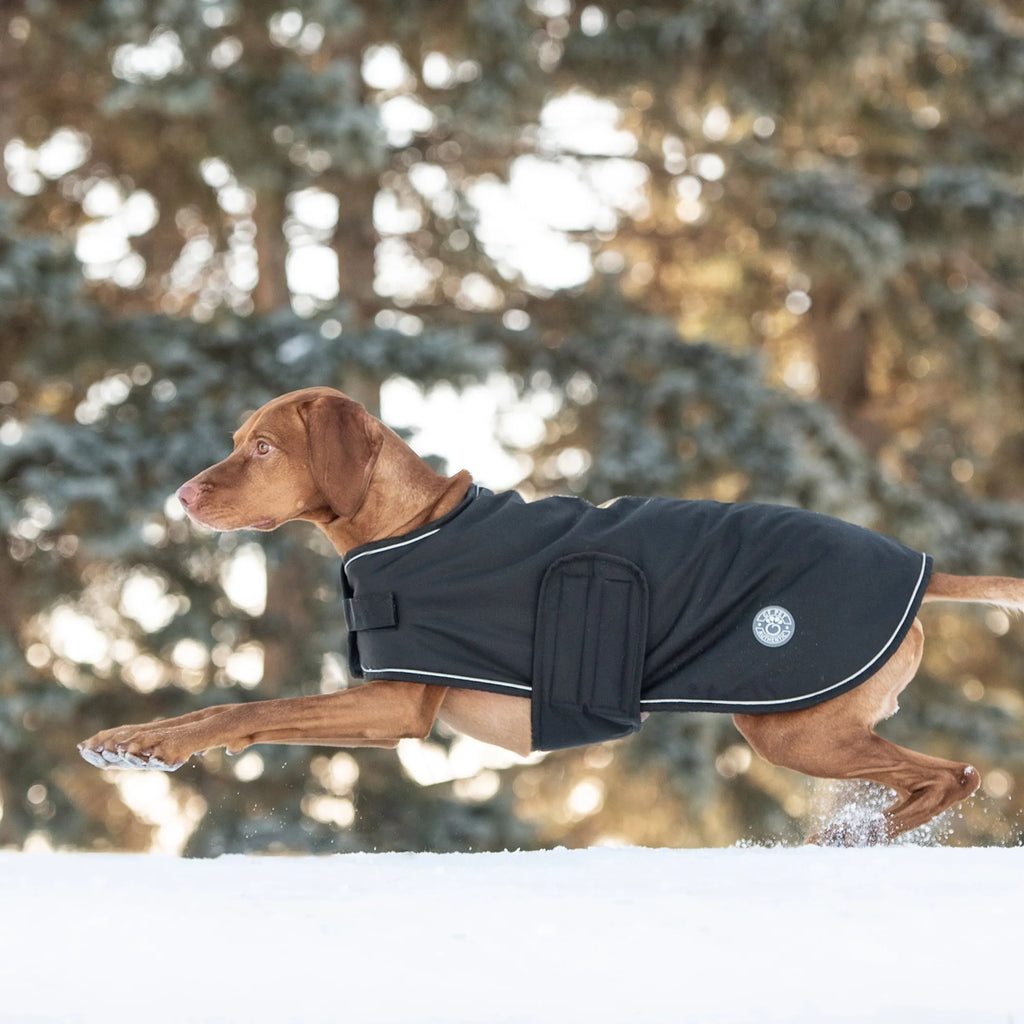 Dog wearing a black jacket in a snowy forest