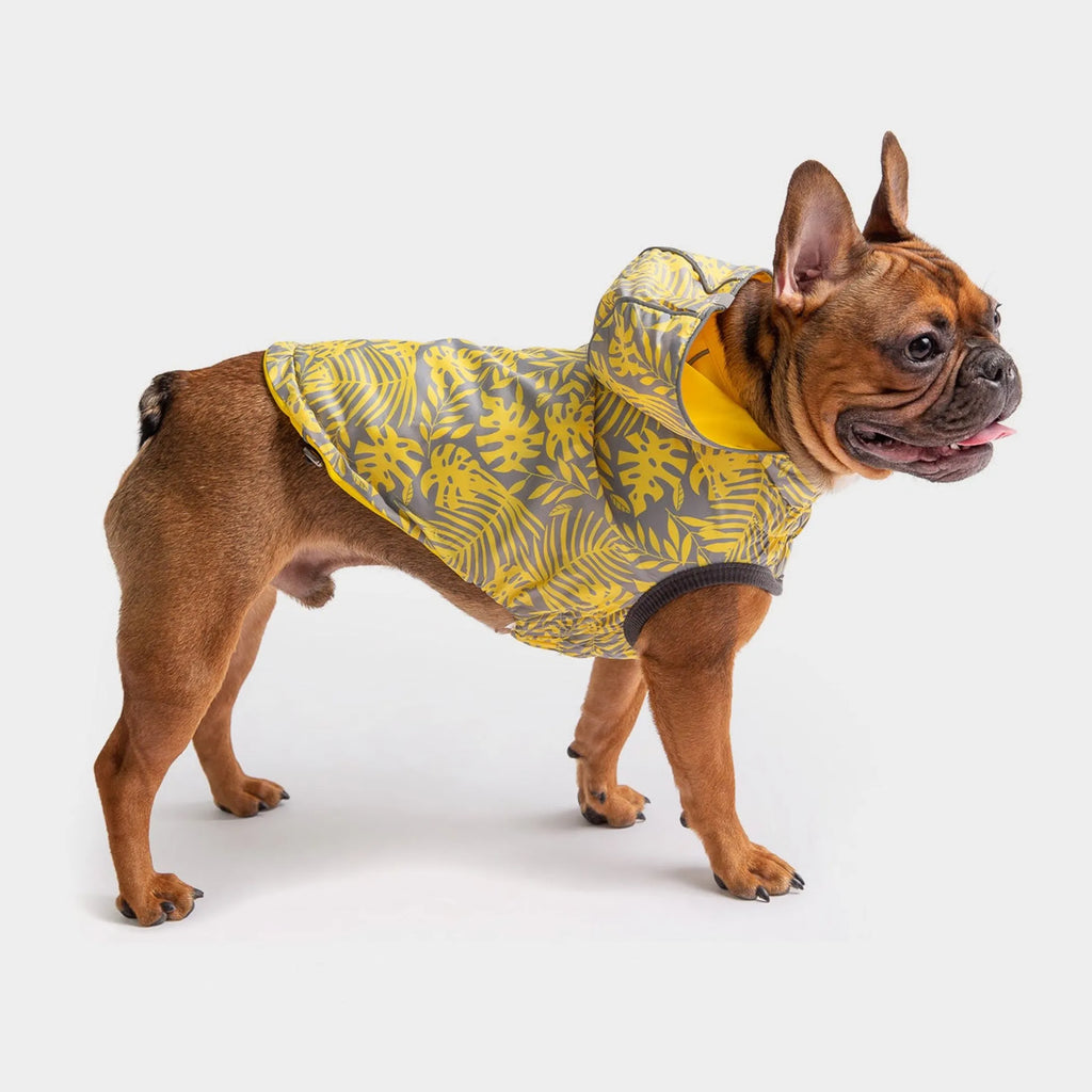Dog wearing a yellow and gray patterned pet raincoat 