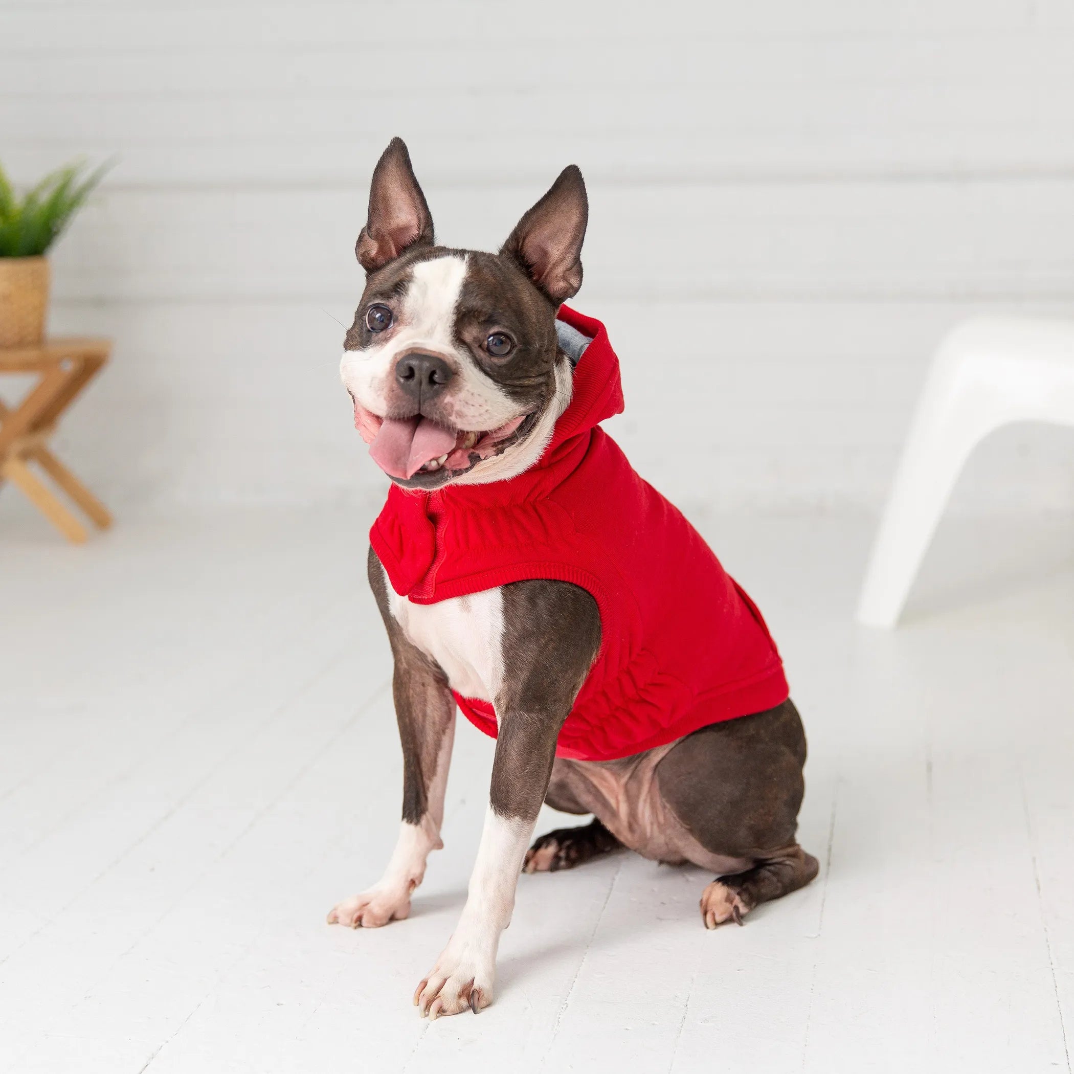 Sitting dog wearing a red pet hoodie