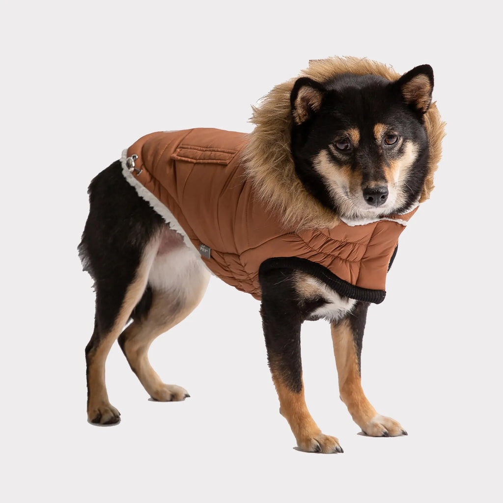 Dog wearing a brown coat with fur hood