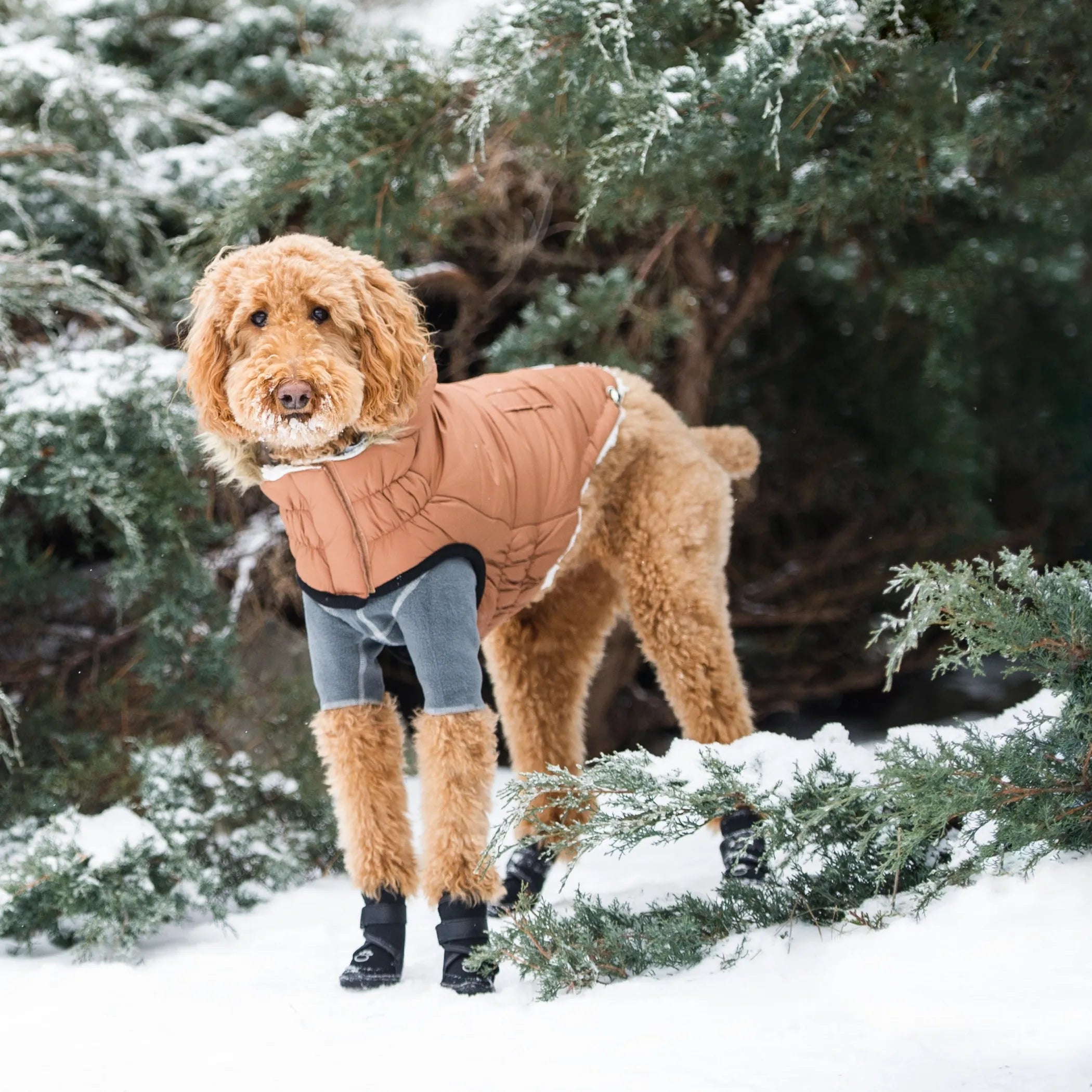 Dog wearing a winter coat and boots standing in the snow with trees in the background