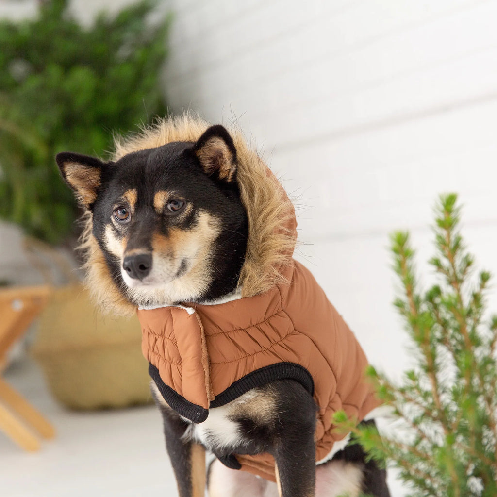 Dog wearing a brown coat with a hood in an outdoor setting