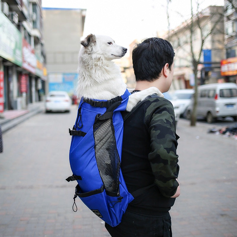 Man carrying a white dog in a blue backpack on a city street.