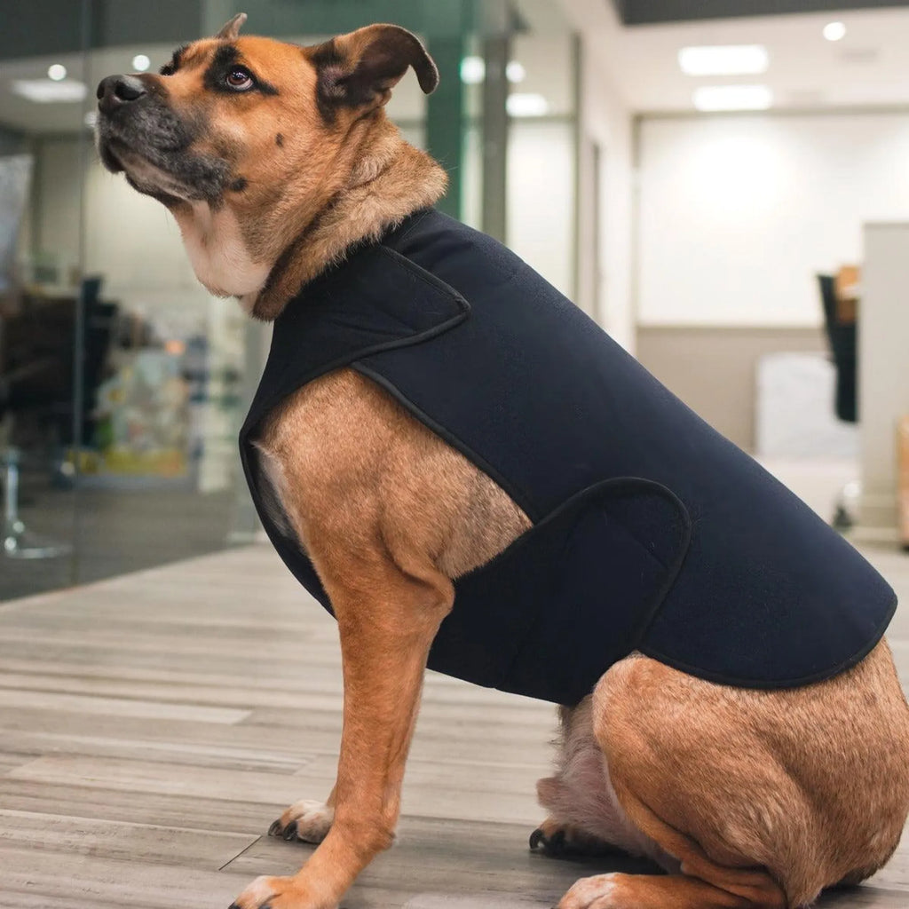 Dog wearing a black body wrap indoors on a wooden floor.