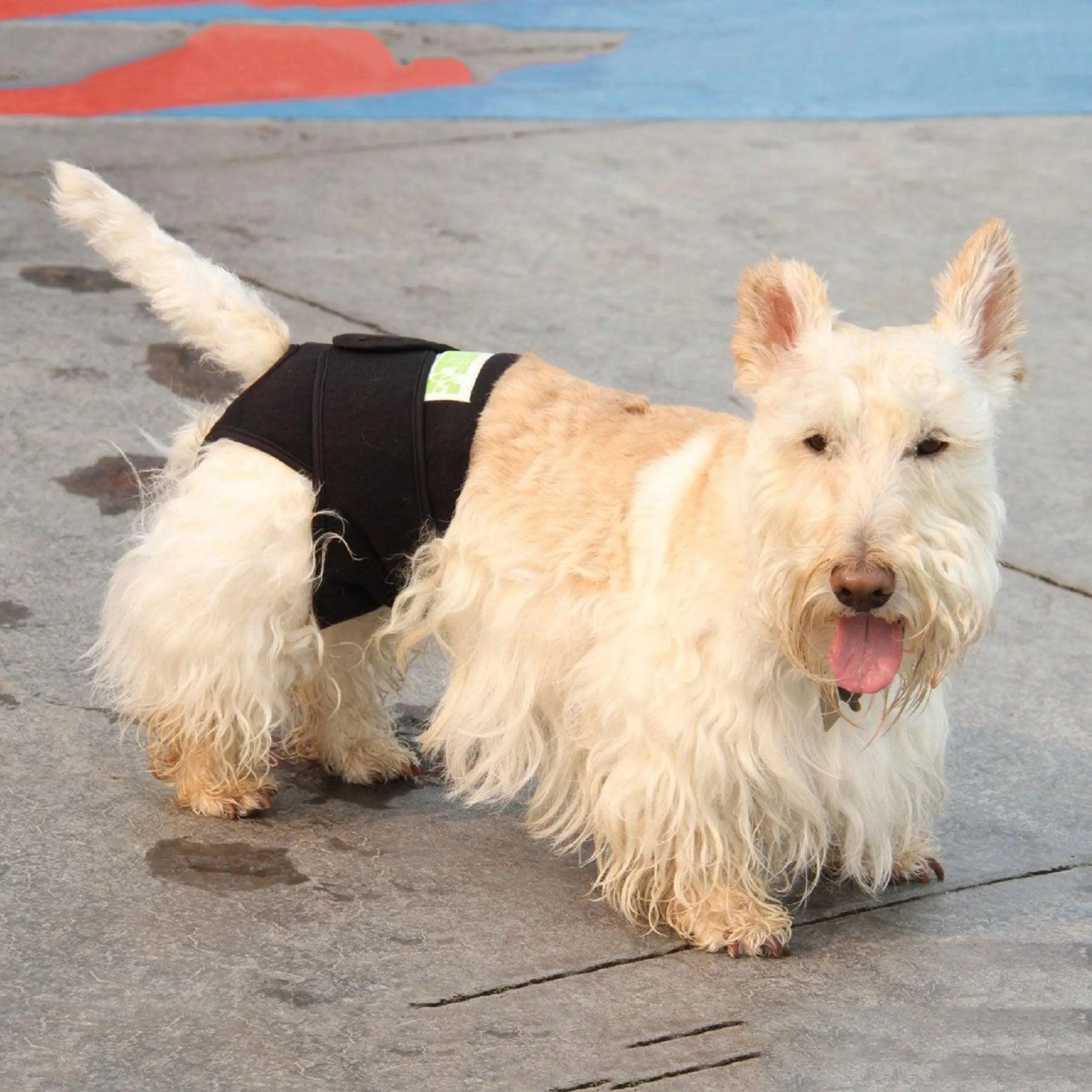 Small dog wearing a black rear body wrap