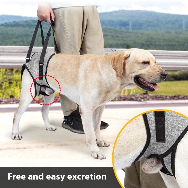 Dog wearing a harness with a person holding it, outdoors.