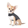 Small dog wearing a gray anti-anxiety vest