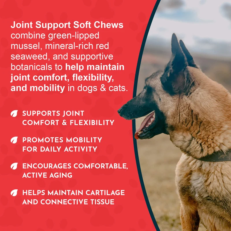 Dog left side profile with product information about joint support soft chews on a red background