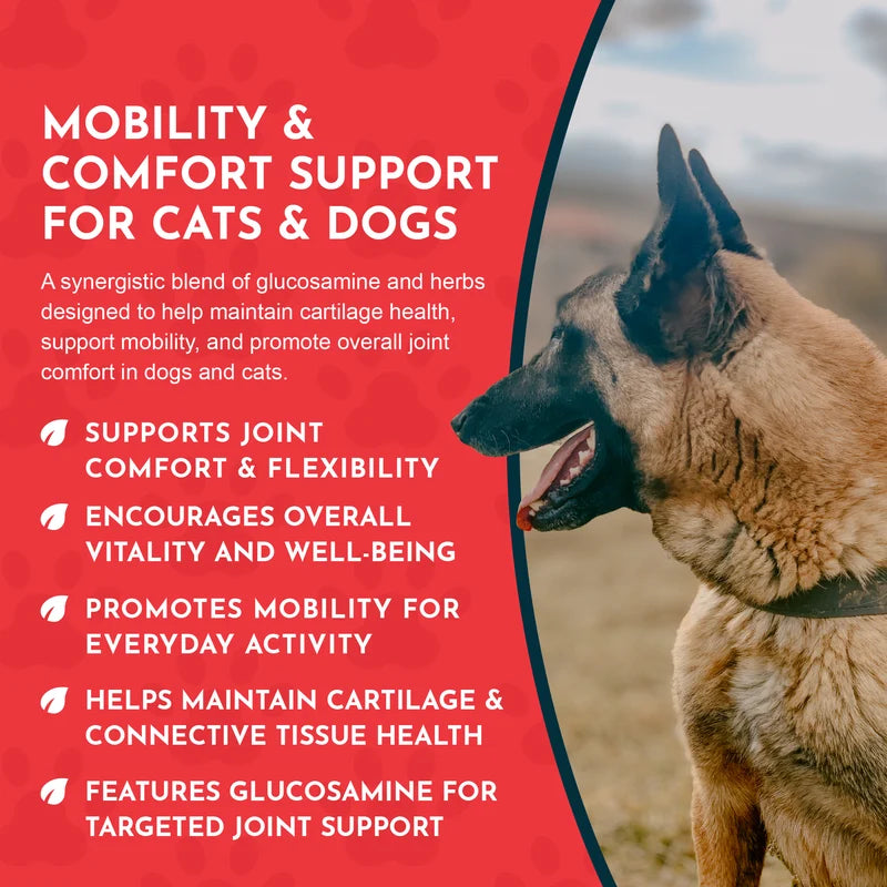 Dog on a leash with text about mobility and comfort support for cats and dogs on a red background
