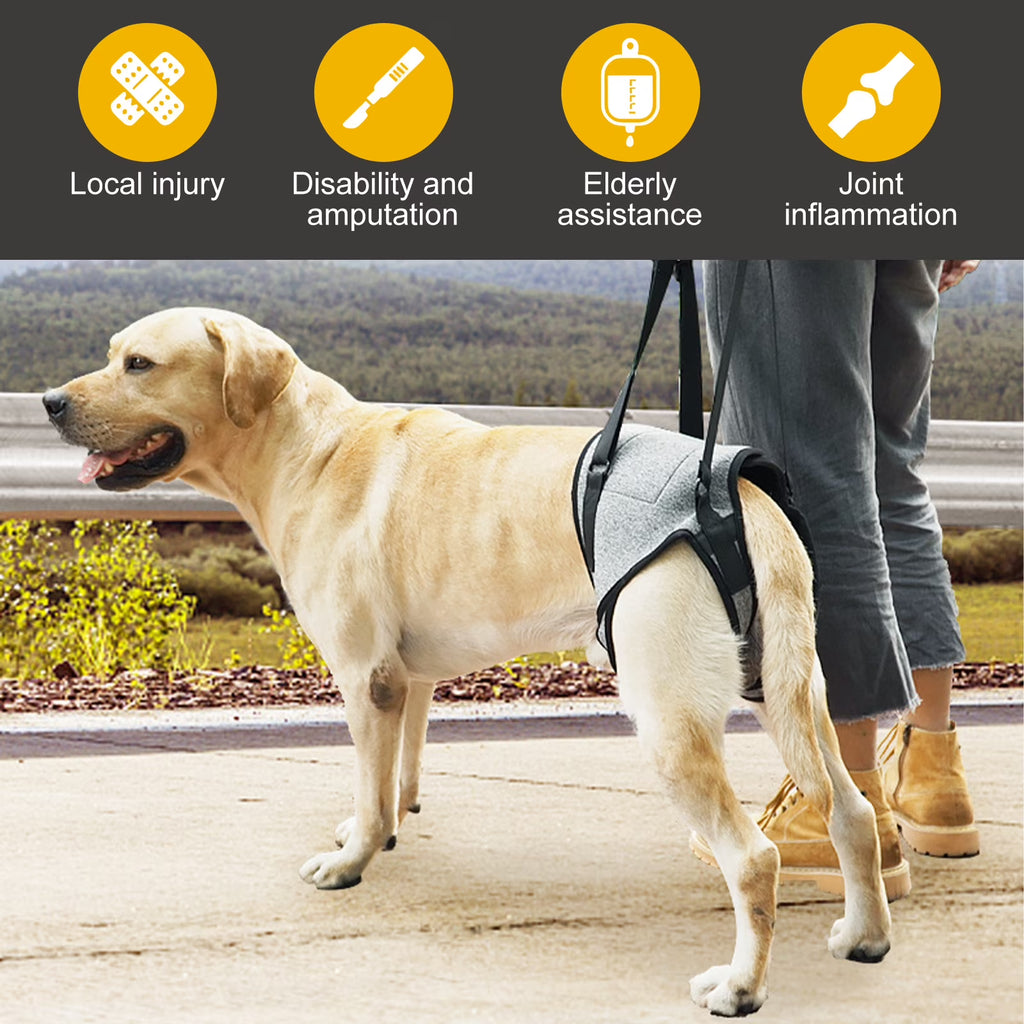 A yellow Labrador retriever wearing a gray and black dog mobility harness walks beside a person outdoors. The top of the image has a dark banner with yellow icons and text reading Local injury, Disability and amputation, Elderly assistance, and Joint inflammation.