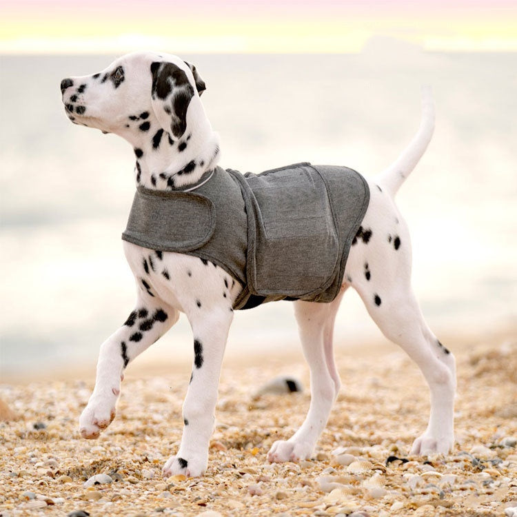 Dalmatian dog wearing a gray anti-anxiety vest